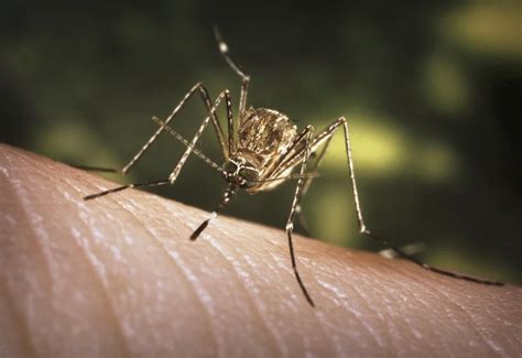 Long Beach confirms first case of mosquito-borne St. Louis Encephalitis